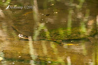 freshwater turtle 9794