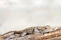 jacky lizard 0018