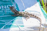 jacky lizard 11082