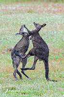 kangaoo fight 4552