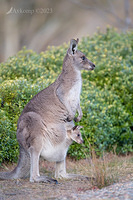 kangaroo 9967