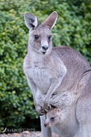 kangaroo 10269