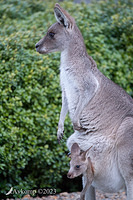 kangaroo 10271