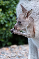 kangaroo 10273