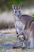 kangaroo 10321