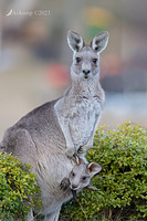 kangaroo 10409