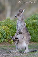 kangaroo 10571