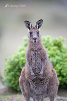 kangaroo 10791