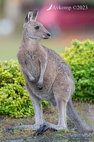 kangaroo 10841