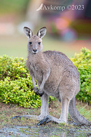 kangaroo 10842