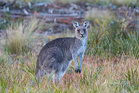 kangaroo 1093