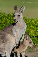 kangaroo 11051