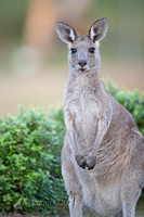 kangaroo 11102