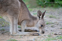 kangaroo 11177