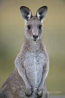 kangaroo 11241