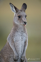 kangaroo 11243