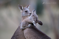 kangaroo 11252