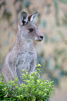 kangaroo 11273