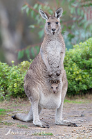 kangaroo 11380