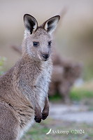 kangaroo 11668