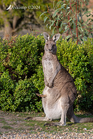 kangaroo 11787