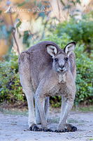 kangaroo 11827