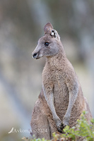 kangaroo 11953