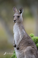 kangaroo 12116