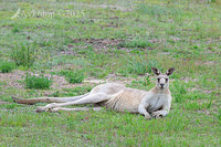 kangaroo 12337
