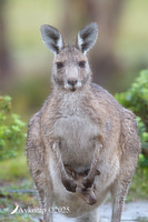 kangaroo 12568
