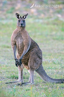 kangaroo 12745