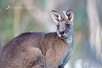 kangaroo 12789