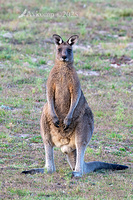 kangaroo 12792