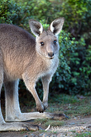 kangaroo 12796