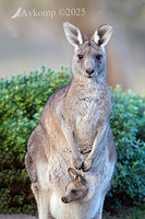 kangaroo 12955