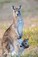 kangaroo 13077