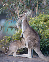 kangaroo 13088
