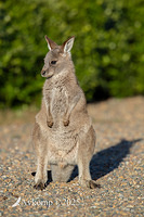kangaroo 13090