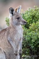 kangaroo 13155