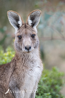 kangaroo 13156