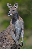 kangaroo 13466