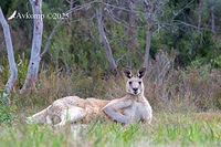 kangaroo 13524
