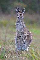 kangaroo 13525