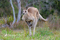 kangaroo 13526