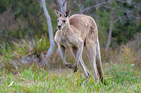 kangaroo 13528
