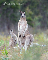 kangaroo 13781