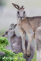kangaroo 13794