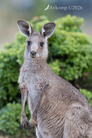 kangaroo 13795