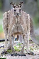 kangaroo 13913