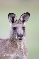 kangaroo 13923